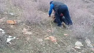 кабкшикори бачахои Гарм. кабки Абдулхаким.