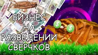 БИЗНЕС НА СВЕРЧКАХ. КАК ЗАРАБОТАТЬ НА РАЗВЕДЕНИИ СВЕРЧКОВ