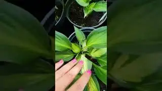 хоста Пасфайндер 