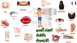 تعلم الفرنسية -أعضاء جسم الإنسان بالفرنسية |les parties du corps humain
