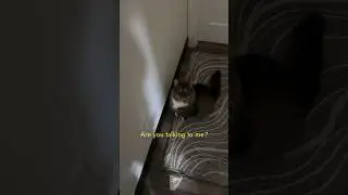 Cute cat Theo talks back #cats