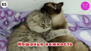 Cat tenderness