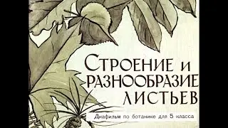 Диафильм Строение и разнообразие листьев /по ботанике для 5 класса/
