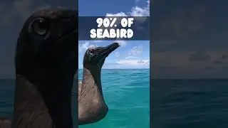 MrBeast is Cleaning The Ocean and Why its Important! 