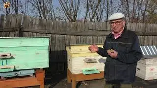 Так нельзя делать при подсадке матки в семью!