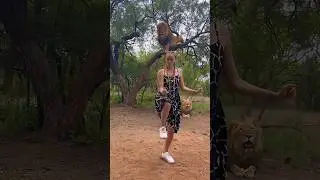 Танцующий со львами | Dancing with Lions 🤭😂 #приколы #смешноевидео #смешно #funny #comedy #jokes