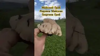 Майские Грибы - Calocybe Gambosa! Первый весенний полноценный шляпочный гриб!