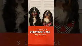 3 Ingredient Valentine’s Day Dog Treats💗 RECIPE IN COMMENTS 