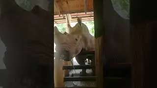 Милашка носорог 😉