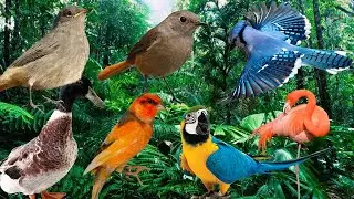 Wild birds sounds | Animal Sounds