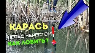 Как ловить карася перед нерестом?