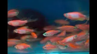 Zebrafish - Aiding scientific breakthroughs in cell regeneration - Victor Chang Cardiac Research