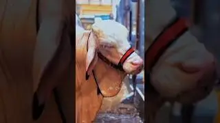 Bakra Eid Special #shorts