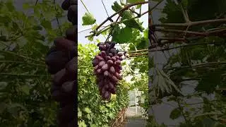 виноград саджанці 0992236946