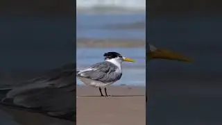 Bird Photography Tip From A Beach Packed With Terns
