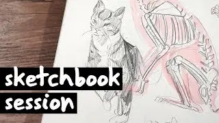 Practicing Drawing Cats - Sketchbook Session