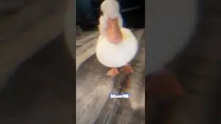 Жоски эдит с уткой 