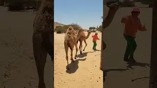 Eat that Lady! Camels at the Negev Desert #israel #camel #camels #desertsafari  #tourist #travel