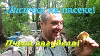 ✅ Лесной точек пчелы полетели на липу! Начались лисички! Пора в лес по грибы! #ПЧЕЛОВОДСТВО4