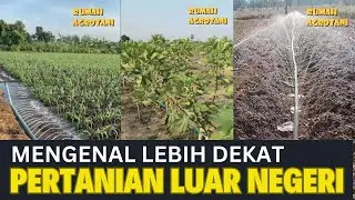 Lebih Dekat dengan Pertanian Luar Negeri Part 1 #kumpulanshorts