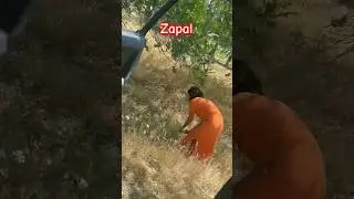 Zapal 2024 