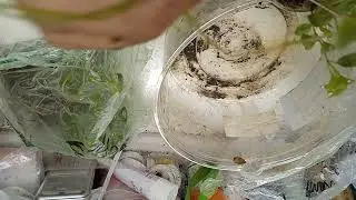 ПОГОВОРИМ О К0РНЕВОЙ СИСТЕМЕ!! КОГДА ЭТОТ СЛУЧАЙ ПЛОХОЙ!!!!