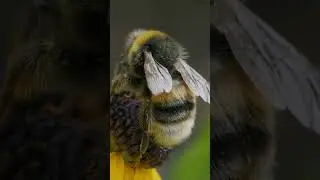 Cute Honey Bee. 