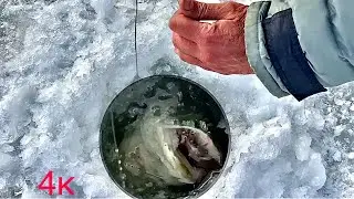 Рыбалка на Жерлицы в глухозимье! Зимняя рыбалка на нижней Волге 2021.