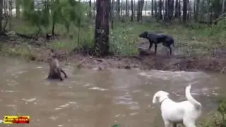 Funny video 2016    Fight Kangaroo vs Dogs