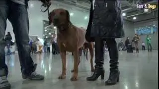 Cats&DogsTV - УДИВИТЕЛЬНЫЙ МИР СОБАК - СОБАКИ НА ВЫСТАВКЕ 