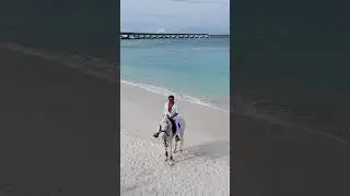Принц на белом коне