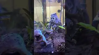 Cichlid Aquarium Tank #shorts #cichlids