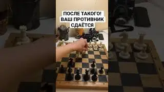 Шахматы, гамбит стеффорда, классная ловушка. 