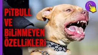 En tehlikeli Köpek ırkı mı? Pitbullar.. | Hayvanlar alemi | İlginç bilgiler | Aklında olsun