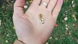 Качество семян липы для проращивания.