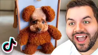Worlds Cutest Animals!