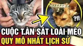Loài mèo từng BỊ COI LÀ QUỶ DỮ và bị con người HÃM HẠI gần như tận diệt như thế nào | Tin 3 Phút