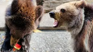 Лейла и Миша СОВСЕМ РЯДОМ! Миша научил Лейлу есть апельсины! Медвежата с каждым разом все ближе!