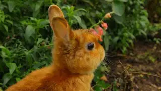 Кролик-лапочка пришёл в гости #rabbit