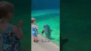 Cette fille s'est liée d'amitié avec ce dauphin❤️
