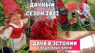 Дачные влоги с Чудского озера.Как украсить участок на даче.Конкурс на канале.Дачные дела.Эстония