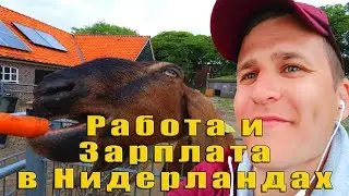 Работа и Зарплата в Нидерландах. Какая оплата в час и какие варианты заработка есть для приезжих?