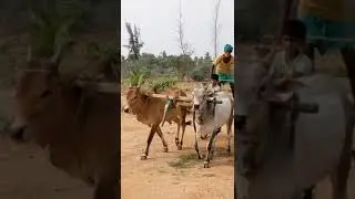 Traditional mode of Transport -  Bullock cart #shorts