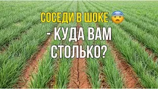 Тонкости посадки лука-севка в 2023 году !!! семенйые посиделки влог