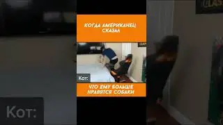 Когда хозяин оказался дешевкой и друга на псину променял! #забавныекоты #смешныекоты #приколыскотами