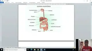 Anatomia do sistema digestório