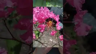 Kamera Makro Redmi Note 12