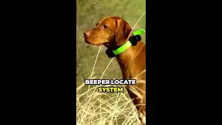 Beeper Locate System For Hunting Dogs