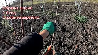 Обрезка вишни  - Стройное веретено 2024 - Агро Сад