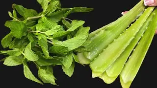 Meine Großmutter sieht mit 67 wie 35 aus. Dieses Aloe-Vera-Rezept ist ein wahrer Schatz.
